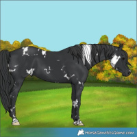 Horse Color:White Spotted Black 