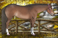 Horse Color:Liver Chestnut Mushroom 