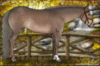Horse Color:Liver Chestnut Mushroom 