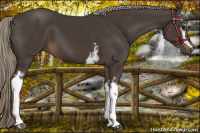 Horse Color:White Spotted Liver Chestnut Mushroom 