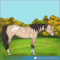 Horse Color:White Spotted Bay Dun Sabino 