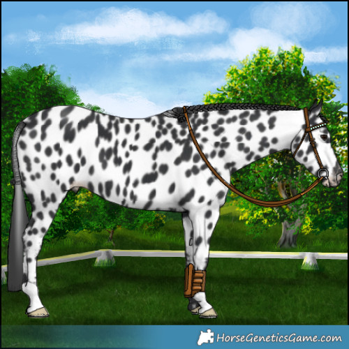 Horse Color:Black Appaloosa 