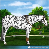 Horse Color:Black Appaloosa 