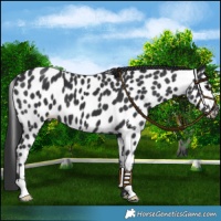 Horse Color:Black Appaloosa