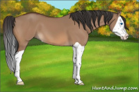 Horse Color:Bay Dun Splash 