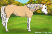 Horse Color:Silver Buckskin Dun Splash 