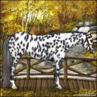 Horse Color:Black Near Leopard