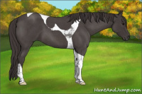 Horse Color:Smoky Blue Roan Tobiano 