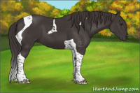 Horse Color:Smoky Black Tobiano 