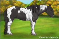 Horse Color:Smoky Black Tobiano 