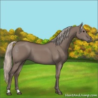 Horse Color:Silver Grullo 