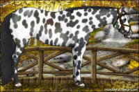 Horse Color:Black Near Leopard 