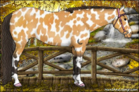 Horse Color:Buckskin Near Leopard