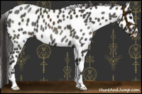 Horse Color:Smoky Black Appaloosa 