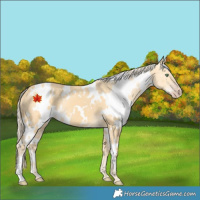 Horse Color:White Spotted Gold Cream Champagne 