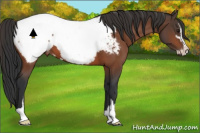 Horse Color:Brown Sabino Appaloosa 