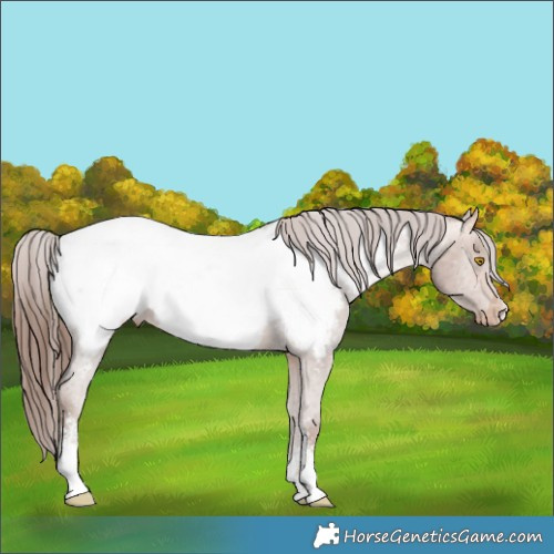 Horse Color:Amber Champagne Sabino Appaloosa 