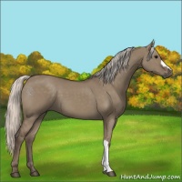 Horse Color:Silver Grullo 