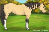 Horse Color:Buckskin 