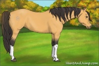 Horse Color:Buckskin 