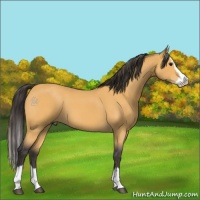 Horse Color:Buckskin Roan Splash 