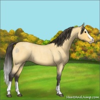 Horse Color:Buckskin Roan Splash 