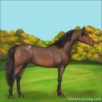Horse Color:Bay Roan Appaloosa 
