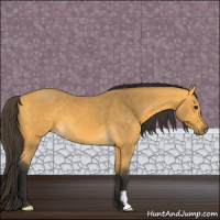 Horse Color:Buckskin 