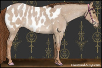 Horse Color:Red Dun Roan Appaloosa