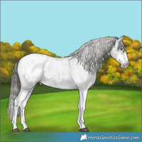 Horse Color:White Spotted Blue Roan Splash Frame Appaloosa 