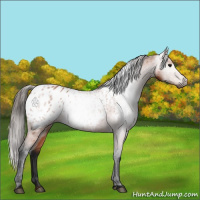Horse Color:Gray Bay Appaloosa 