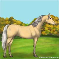 Horse Color:Silver Buckskin 