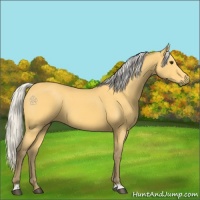 Horse Color:Silver Buckskin 