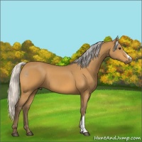 Horse Color:Silver Buckskin 