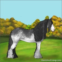 Horse Color:White Spotted Blue Roan 