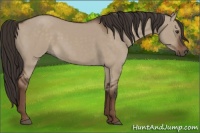 Horse Color:Liver Red Dun Rabicano