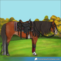 Horse Color:Bay Sabino Rabicano  and Bay Sabino Splash Rabicano 