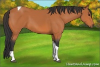 Horse Color:Bay Tobiano 