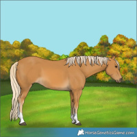 Horse Color:Palomino Tobiano 