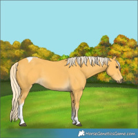 Horse Color:Palomino Tobiano