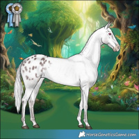 Horse Color:Chocolate Silver Brown Chinchilla Appaloosa