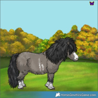 Horse Color:Grullo Sabino Rabicano 