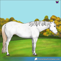 Horse Color:Red Dun Sabino 
