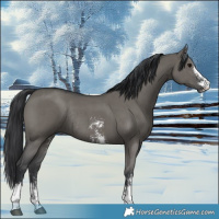 Horse Color:Grullo Sabino Rabicano 