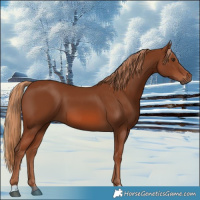 Horse Color:Chestnut 