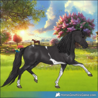 Horse Color:Smoky Black Tobiano 