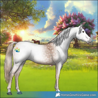 Horse Color:Gray Chestnut 