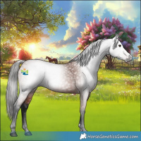 Horse Color:Gray Bay 