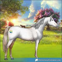 Horse Color:Gray Chestnut 