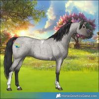 Horse Color:Grullo Roan Tobiano 